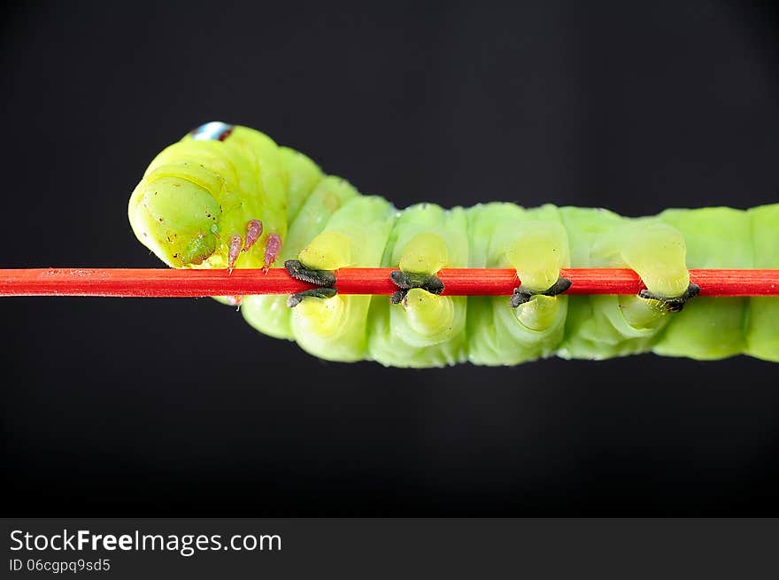 Alone green worm, butterfly worm