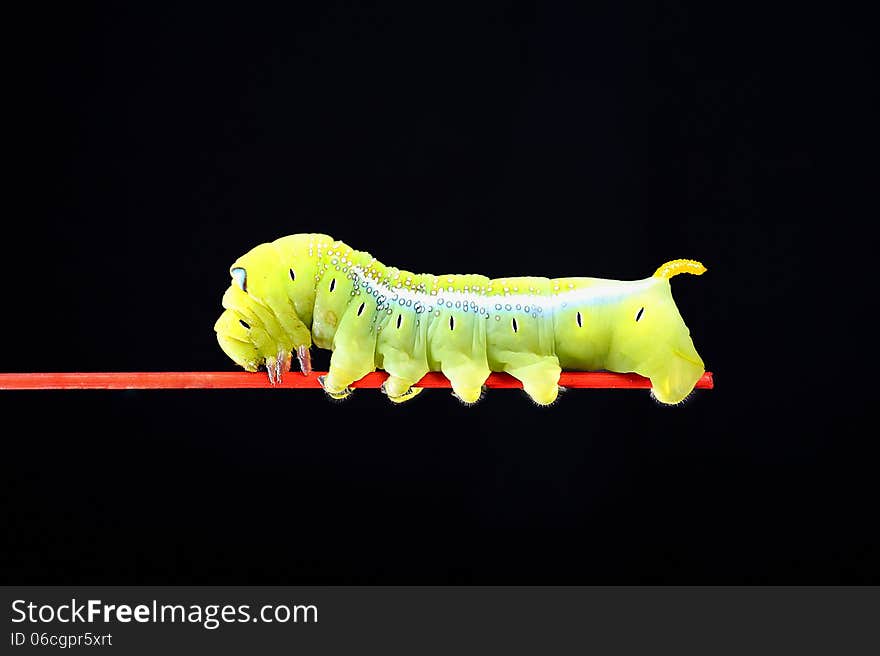 Green worm