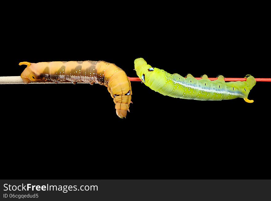 Green and brown worms on black background, butterfly worm