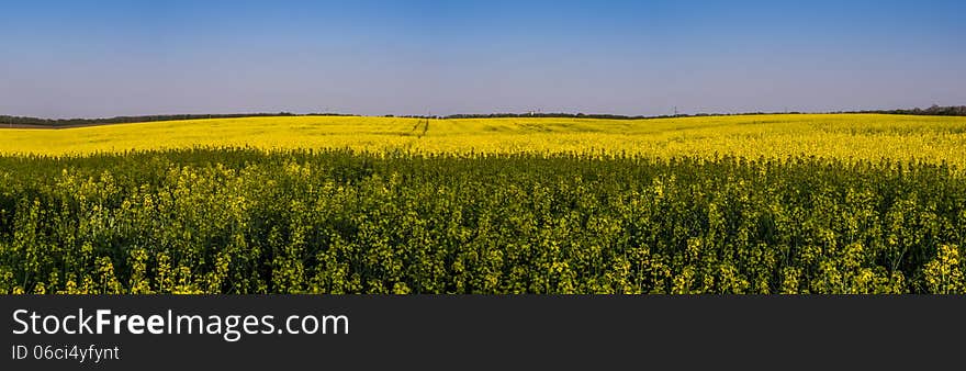 Flowering rapeseed field panorama