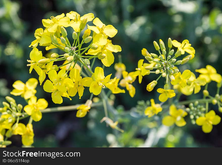 Rapeseed flower close-up, oilseed