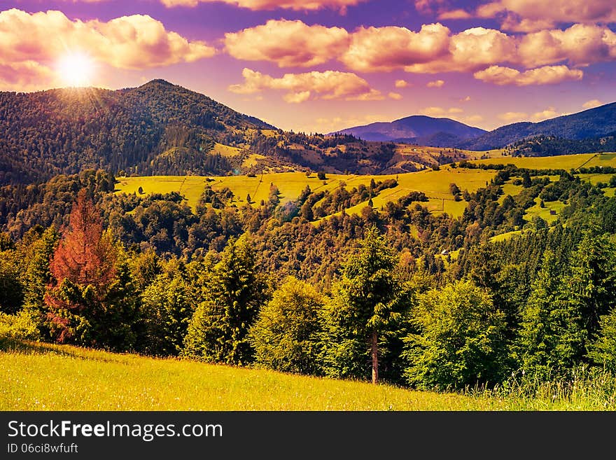 Coniferous forest on a steep mountain