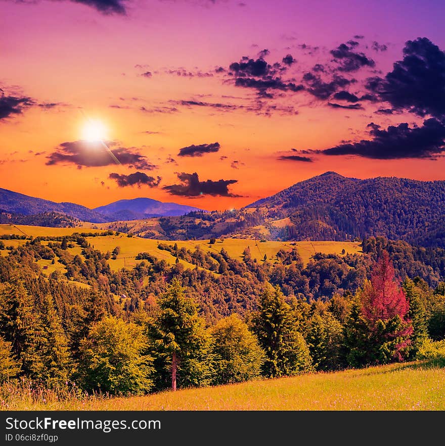 Coniferous forest on a steep mountain slope in evening