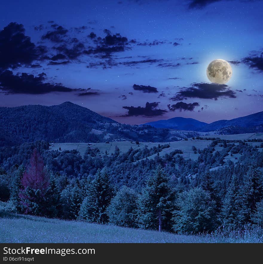 Coniferous forest on a steep mountain