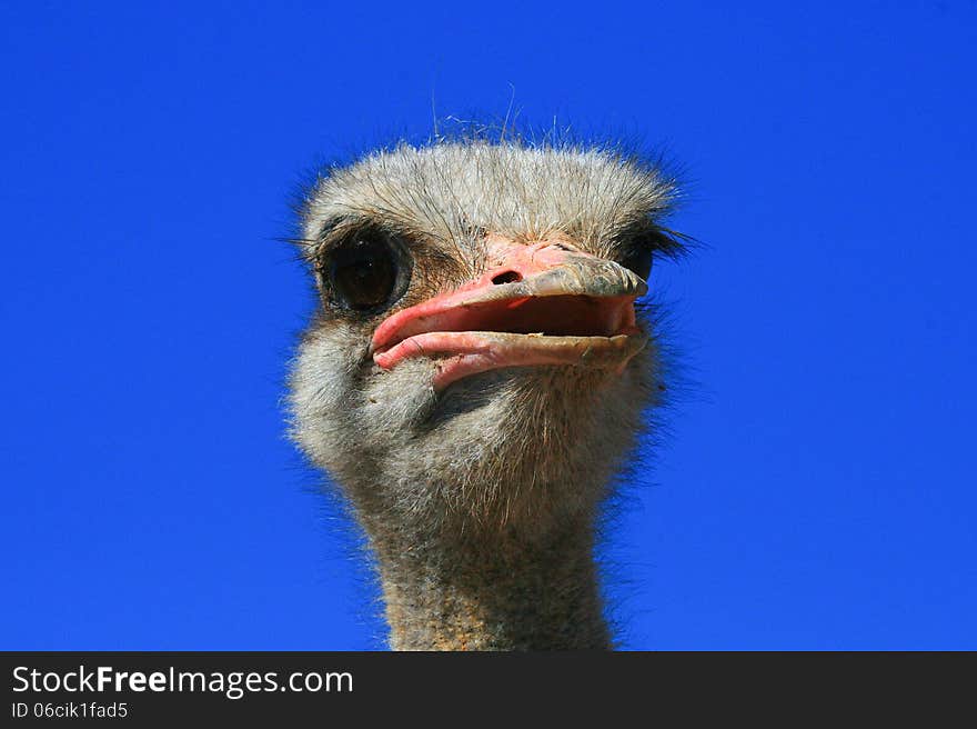 Close-up isolated image of an ostrich ( Struthio camelus ) head showing red beak and long eyelashes. Close-up isolated image of an ostrich ( Struthio camelus ) head showing red beak and long eyelashes.