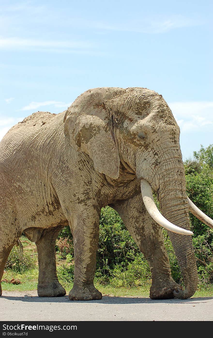 Close up of old bull elephant covered in pale dried mud at Addo Elephant National Park in South Africa. Close up of old bull elephant covered in pale dried mud at Addo Elephant National Park in South Africa.