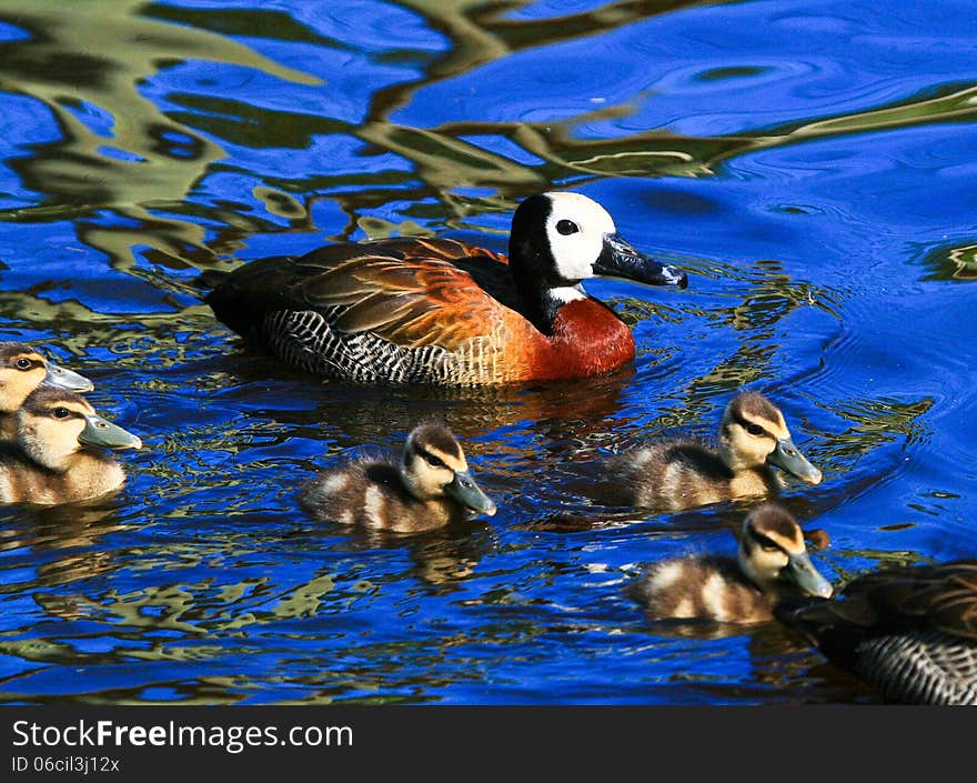 Colourful image of a mother duck with her five ducklings swimming on bright blue water. Colourful image of a mother duck with her five ducklings swimming on bright blue water.