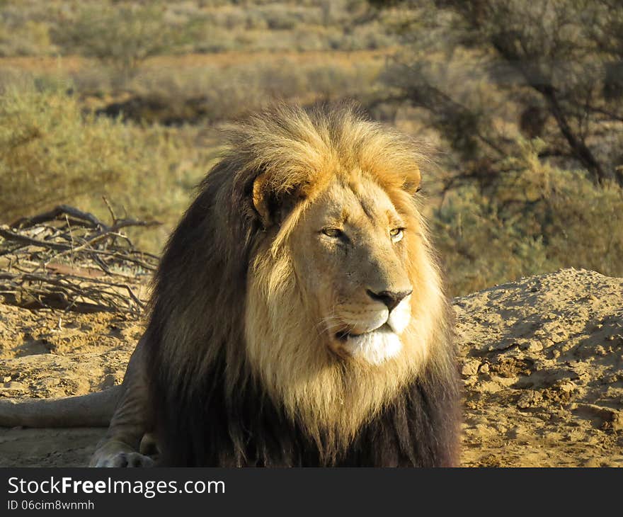 Close-up of a black-maned male lion resting in golden afternoon sunshine in a game reserve in South Africa. Close-up of a black-maned male lion resting in golden afternoon sunshine in a game reserve in South Africa.