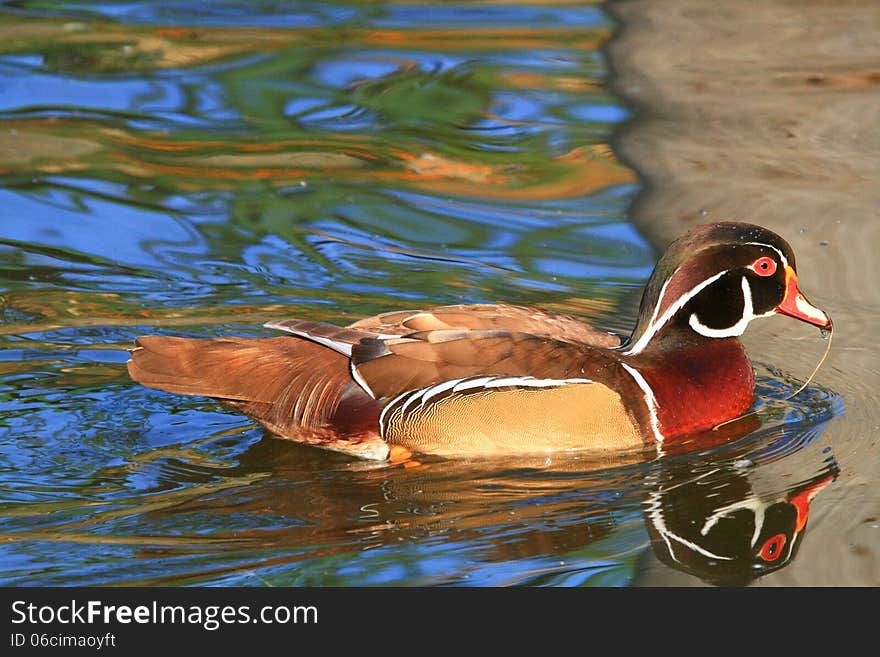 A colourful Mandarin duck with red and yellow plumage glides over silky blue and grey water reflections. A colourful Mandarin duck with red and yellow plumage glides over silky blue and grey water reflections.