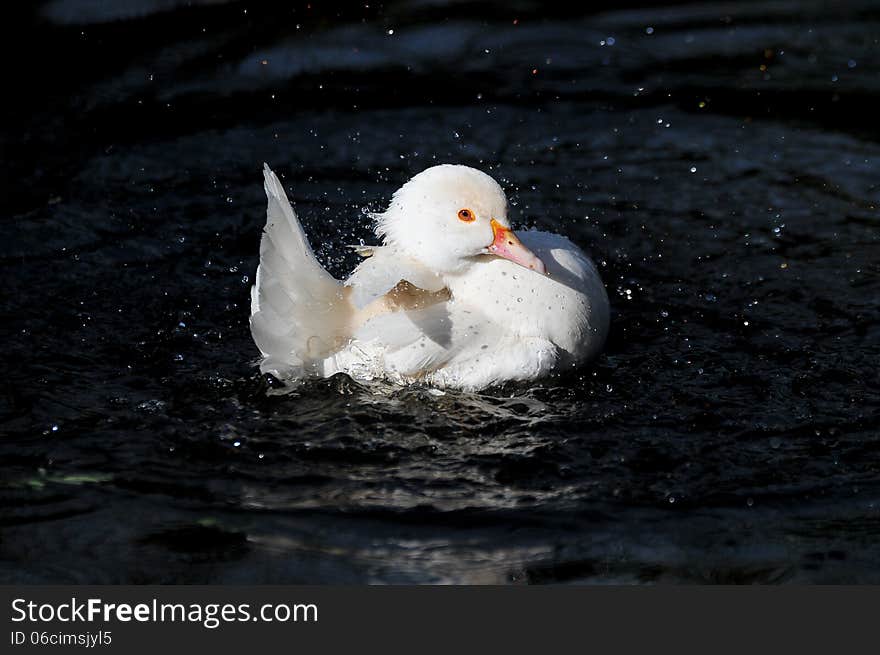 White Duck Splashing