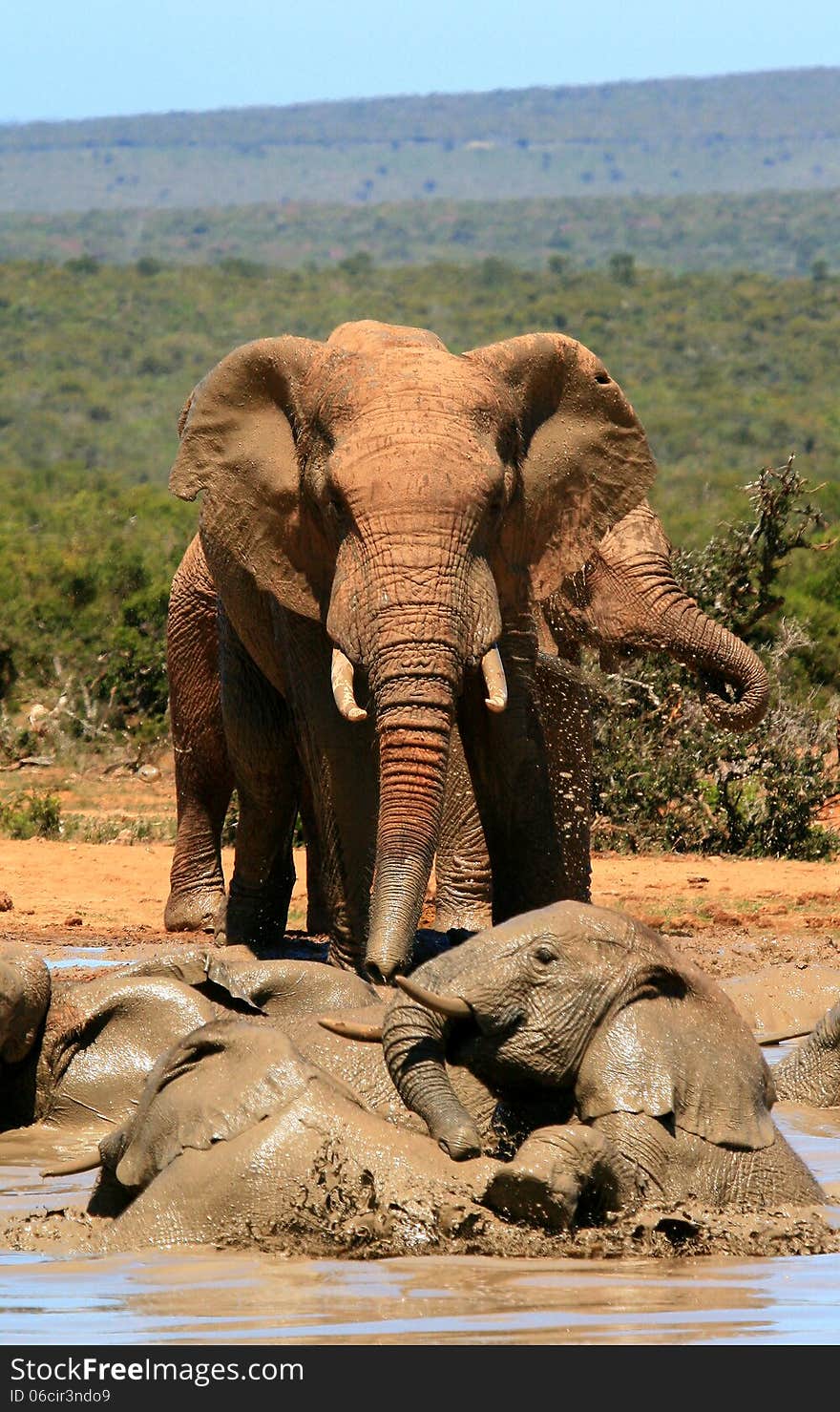 African elephants ( Loxodonta Africana ) play and splash in a muddy waterhole in Addo Elephant National Park in South Africa. African elephants ( Loxodonta Africana ) play and splash in a muddy waterhole in Addo Elephant National Park in South Africa