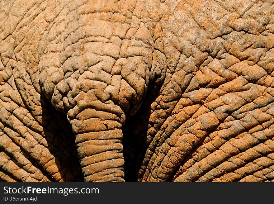 Close up of an elephant's tail showing tick wrinkled hide. Close up of an elephant's tail showing tick wrinkled hide.