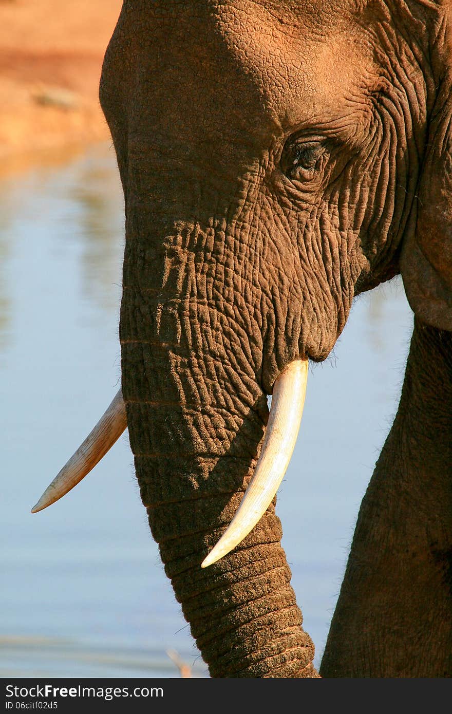 Close up of head, trunk and tusks of an South African elephant ( Loxodonta) with warm light and orange and blue background. Close up of head, trunk and tusks of an South African elephant ( Loxodonta) with warm light and orange and blue background.