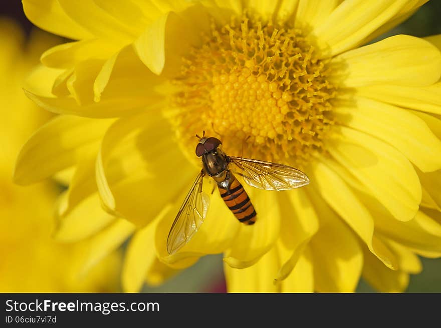 Honeybee on chrysanthemum