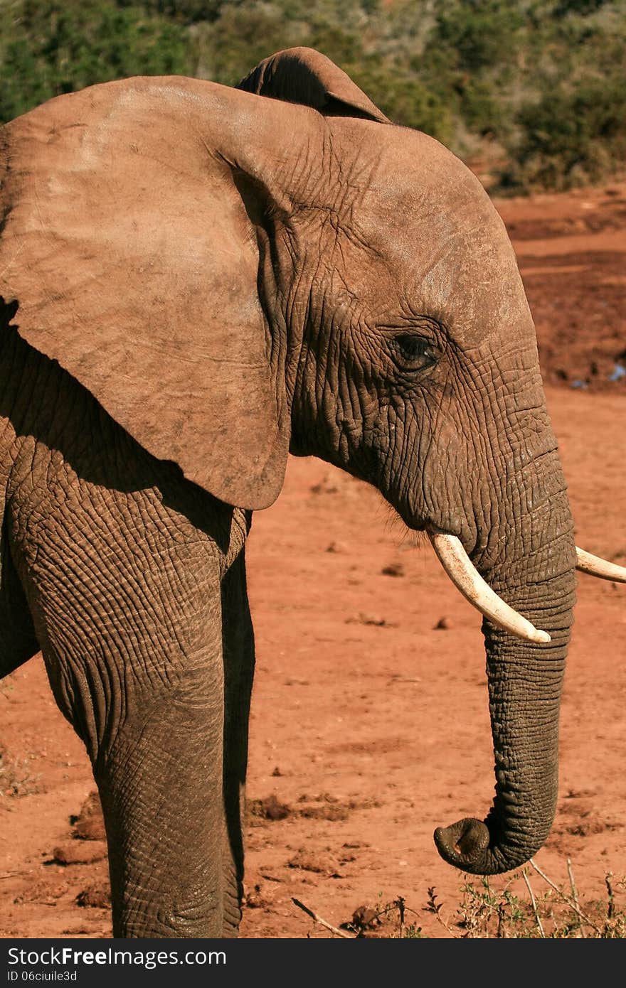 Elephant in red dust