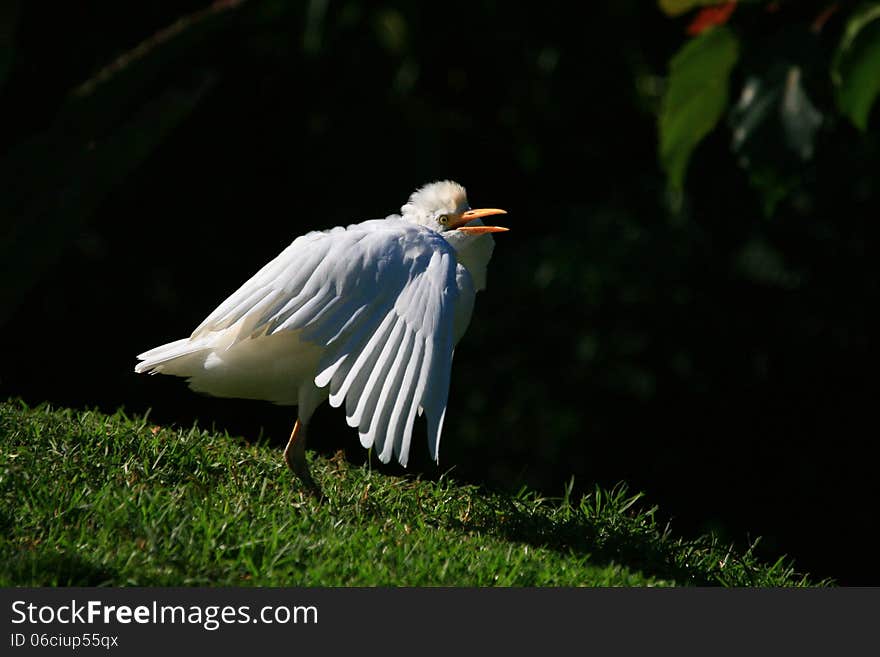 Egret shrugging