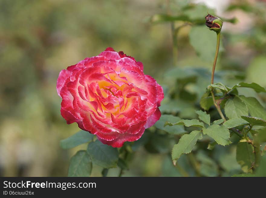 Closeup picture of beautiful rose flower.