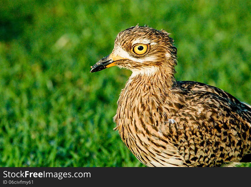 Close up of a Dikkop bird or Cape Thick-knee, a stone curlew of the family Burhinidae in South Africa. Close up of a Dikkop bird or Cape Thick-knee, a stone curlew of the family Burhinidae in South Africa.