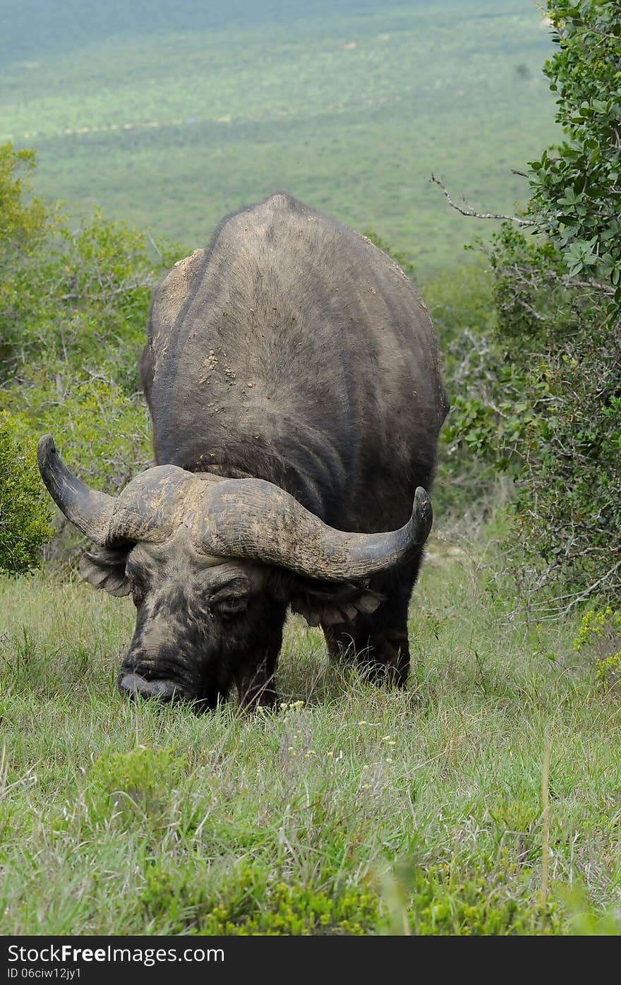 A large grey African buffalo ( Syncerus caffer ) with massive horns grazes in the Addo Elephant National Park in South Africa. A large grey African buffalo ( Syncerus caffer ) with massive horns grazes in the Addo Elephant National Park in South Africa.