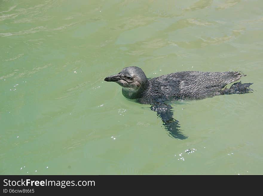 A juvenile penguin ( Spheniscus demersus ) swims in green seawater in a rehabilitation centre in South Africa. A juvenile penguin ( Spheniscus demersus ) swims in green seawater in a rehabilitation centre in South Africa.