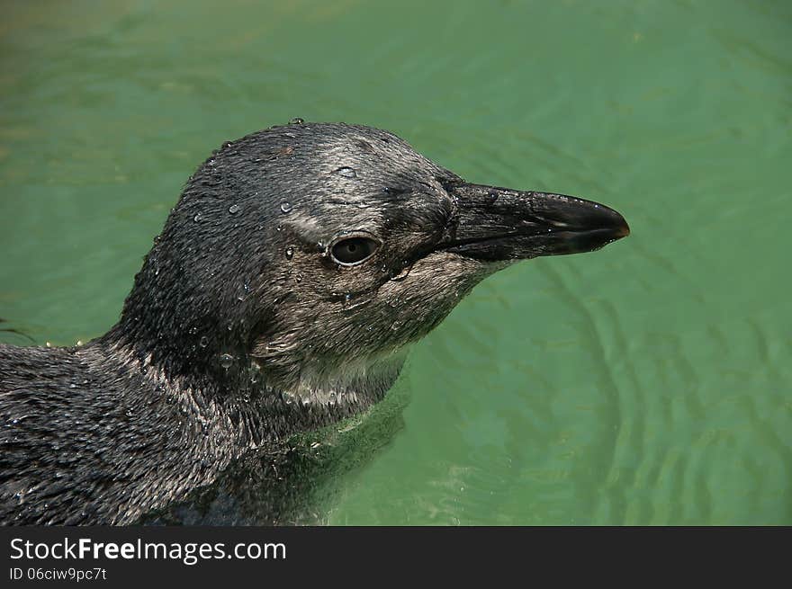 Close up of head of swimming juvenile African Penguin Spheniscus demersus witn water droplets on its feathers. Close up of head of swimming juvenile African Penguin Spheniscus demersus witn water droplets on its feathers.