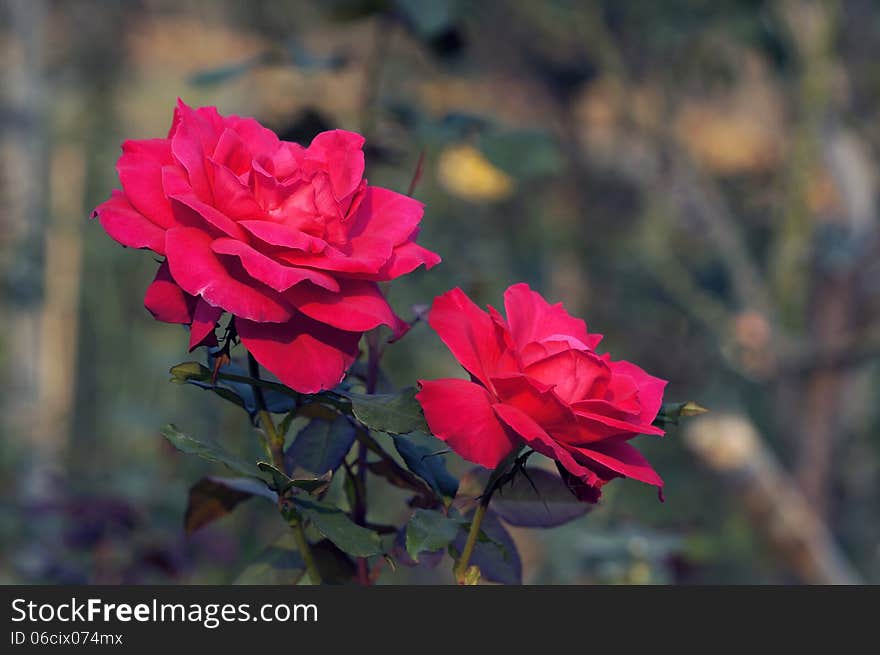 Rose flowers