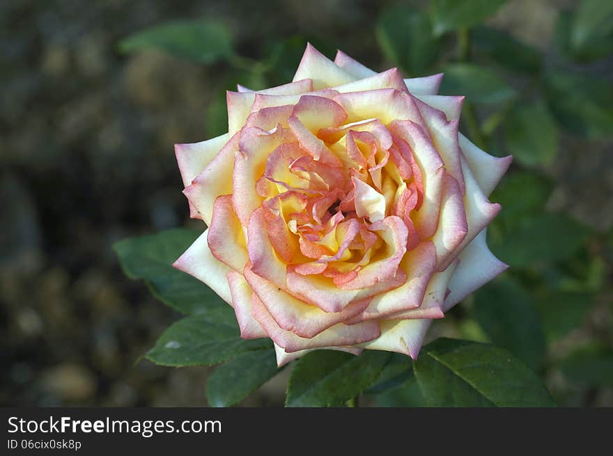 Rose flowers