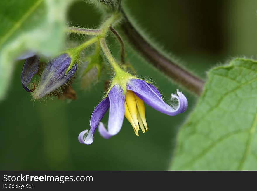 Pruple Flowers