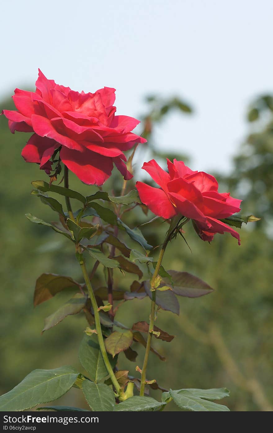 Rose flowers