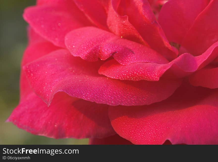 Dewdrops on rose flower