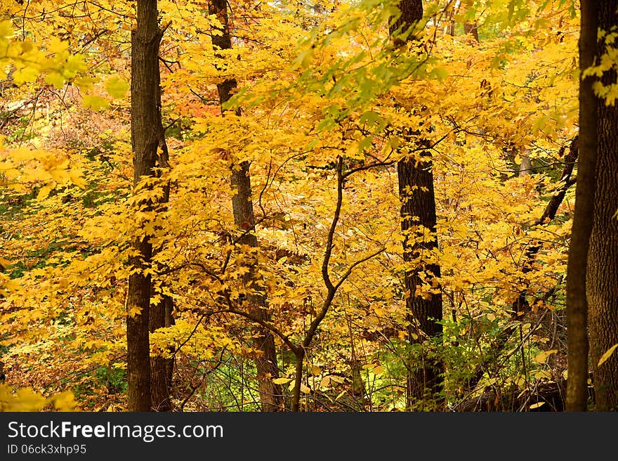 Trees in late Autumn with bright foliage. Trees in late Autumn with bright foliage