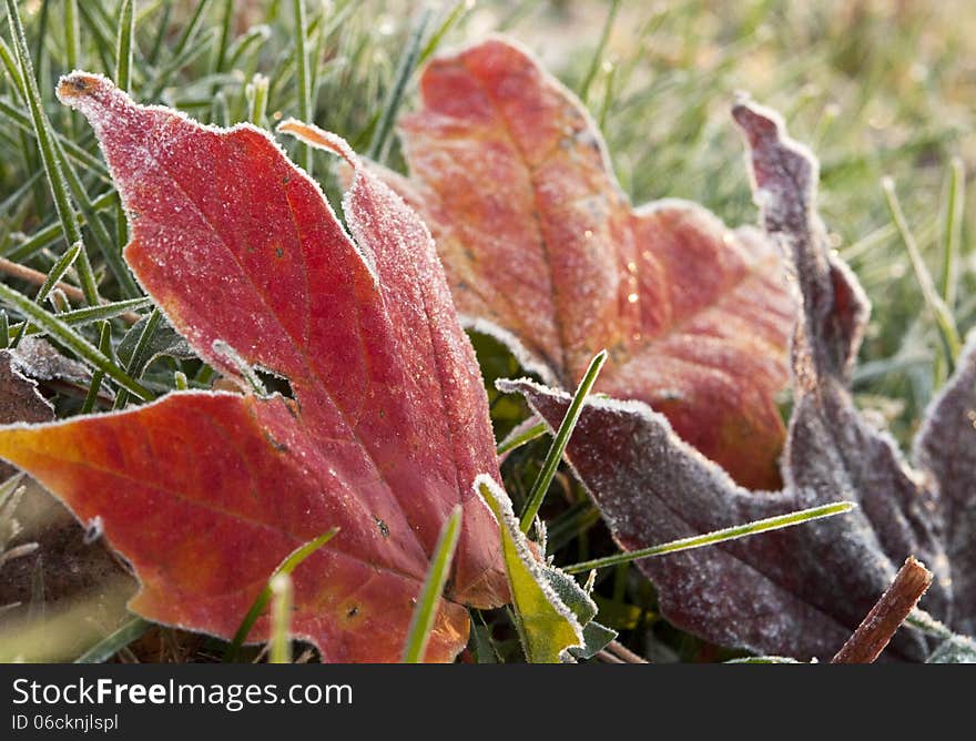 Fall leaf