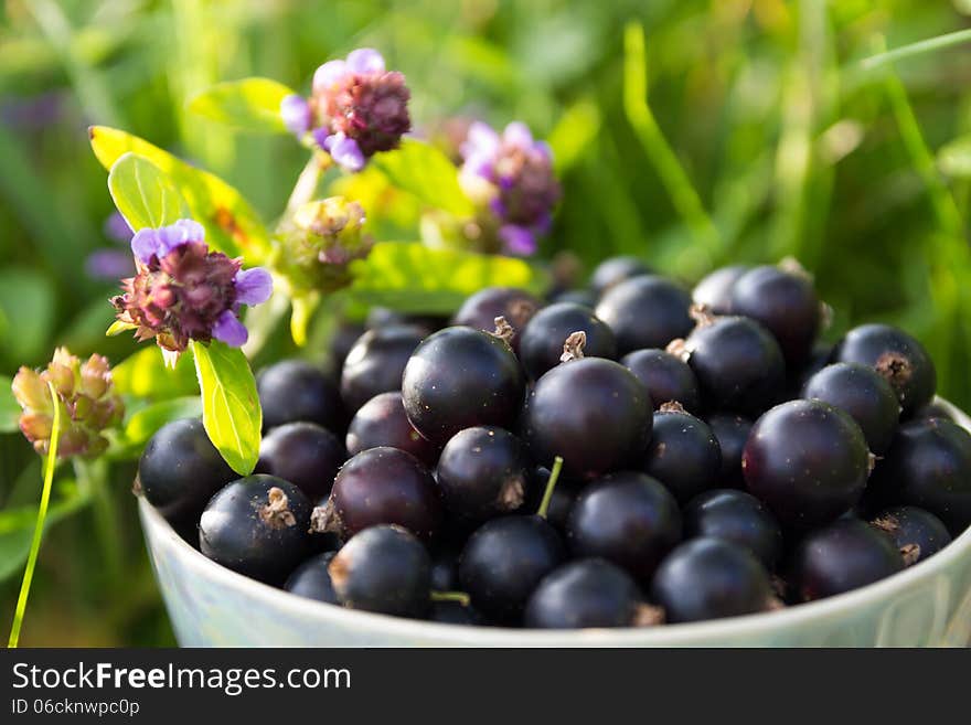 Blackcurrant in a cup