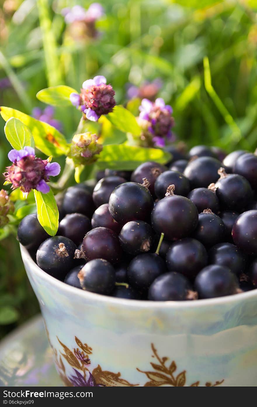 Blackcurrant in a cup