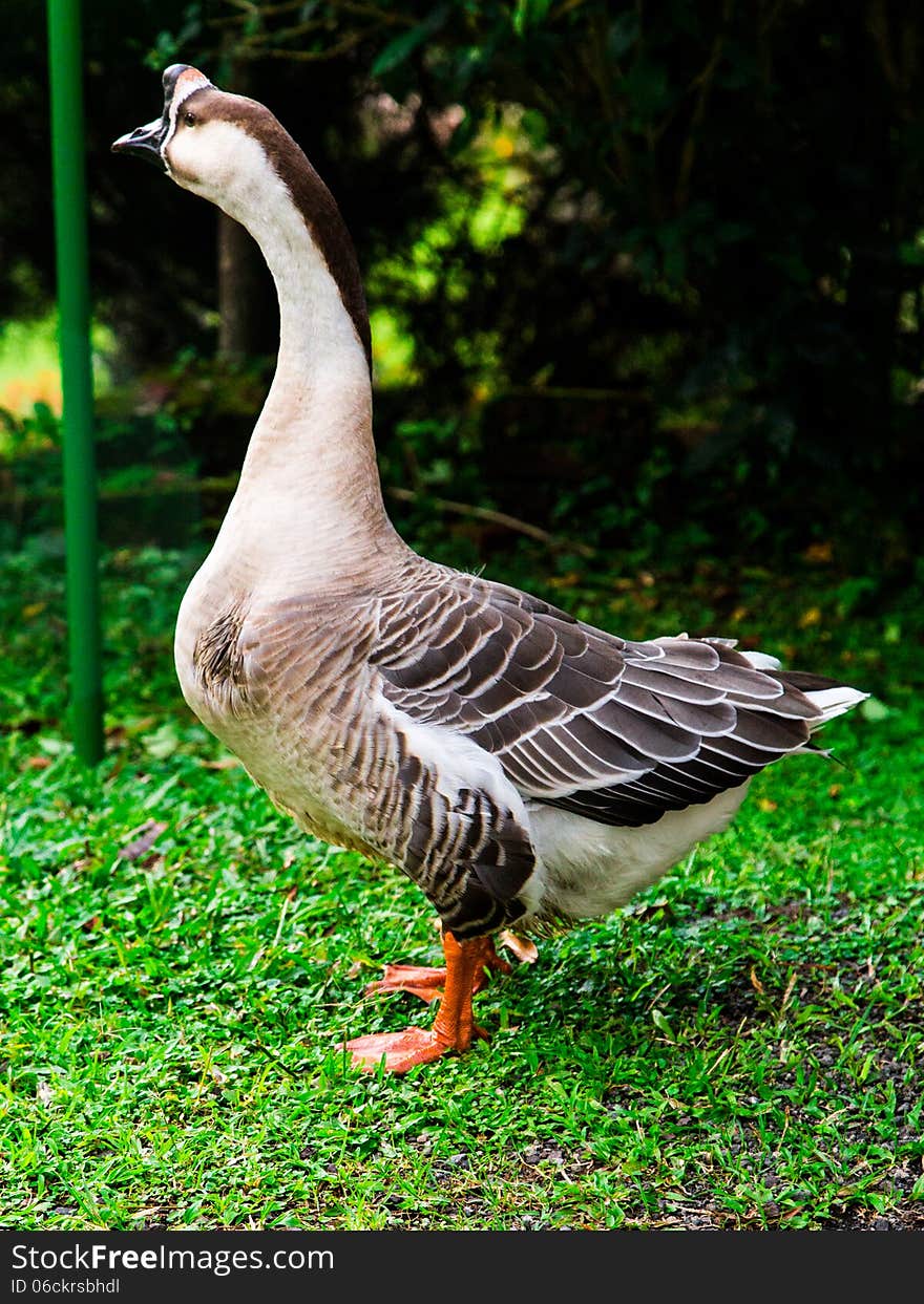 Adult goose at natural habitat