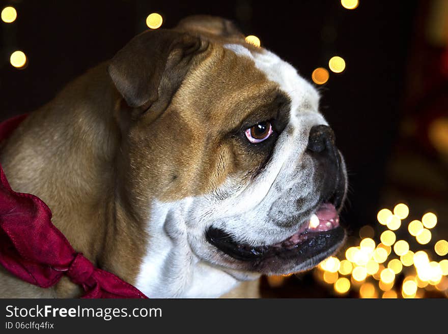 Red and white English Bulldog wearing a red bow waiting for Santa Clause to come in front of white Christmas lights. Red and white English Bulldog wearing a red bow waiting for Santa Clause to come in front of white Christmas lights