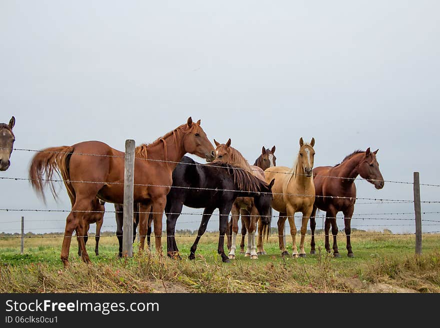 Group Of Horses