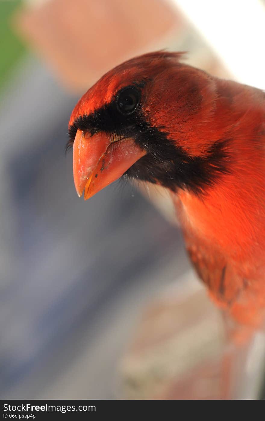 Red Cardinal outside on the windowsill