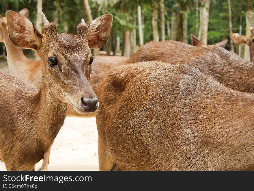 Roe Deer Doe