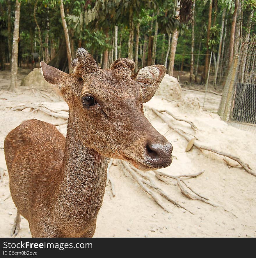 Roe Deer Doe