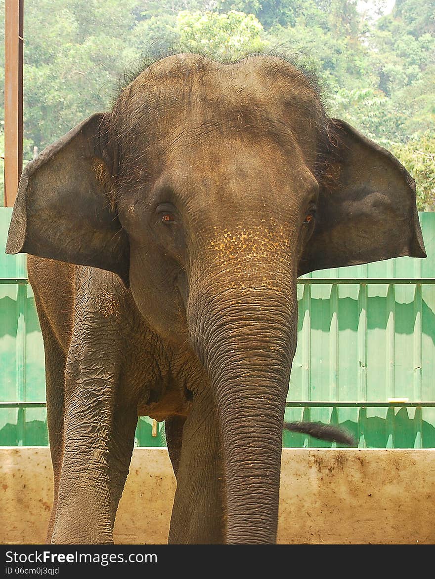 An elephant in the zoo