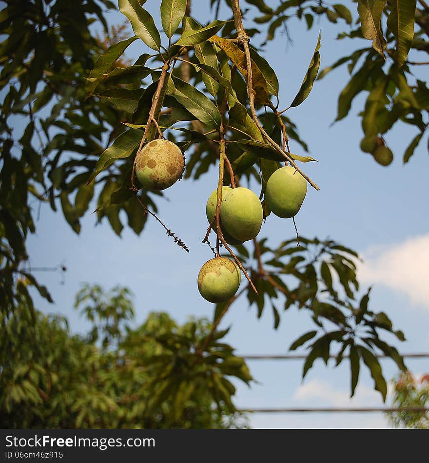 Mango tree with ripening fruits