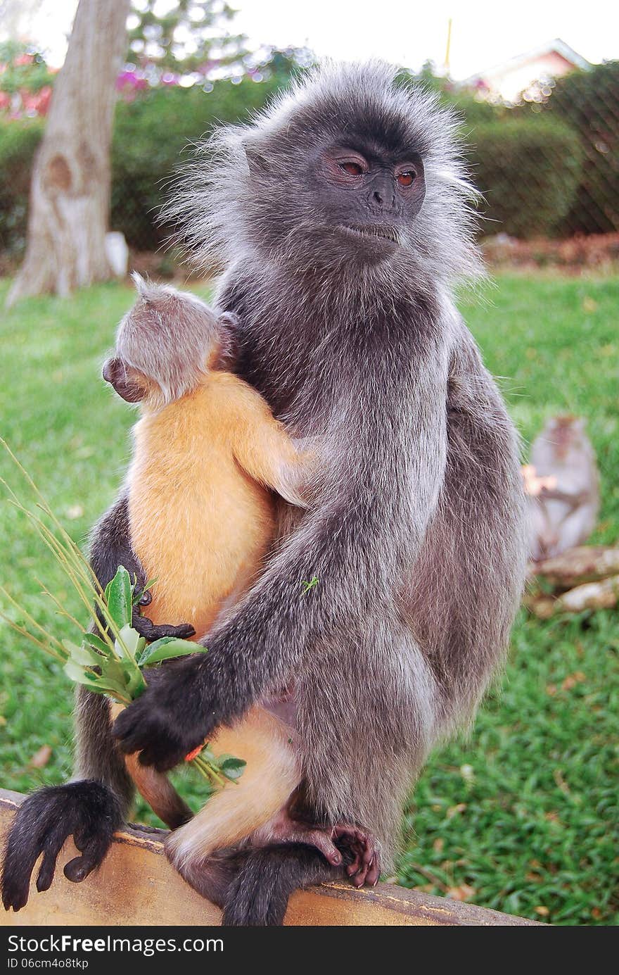 A monkey with her baby