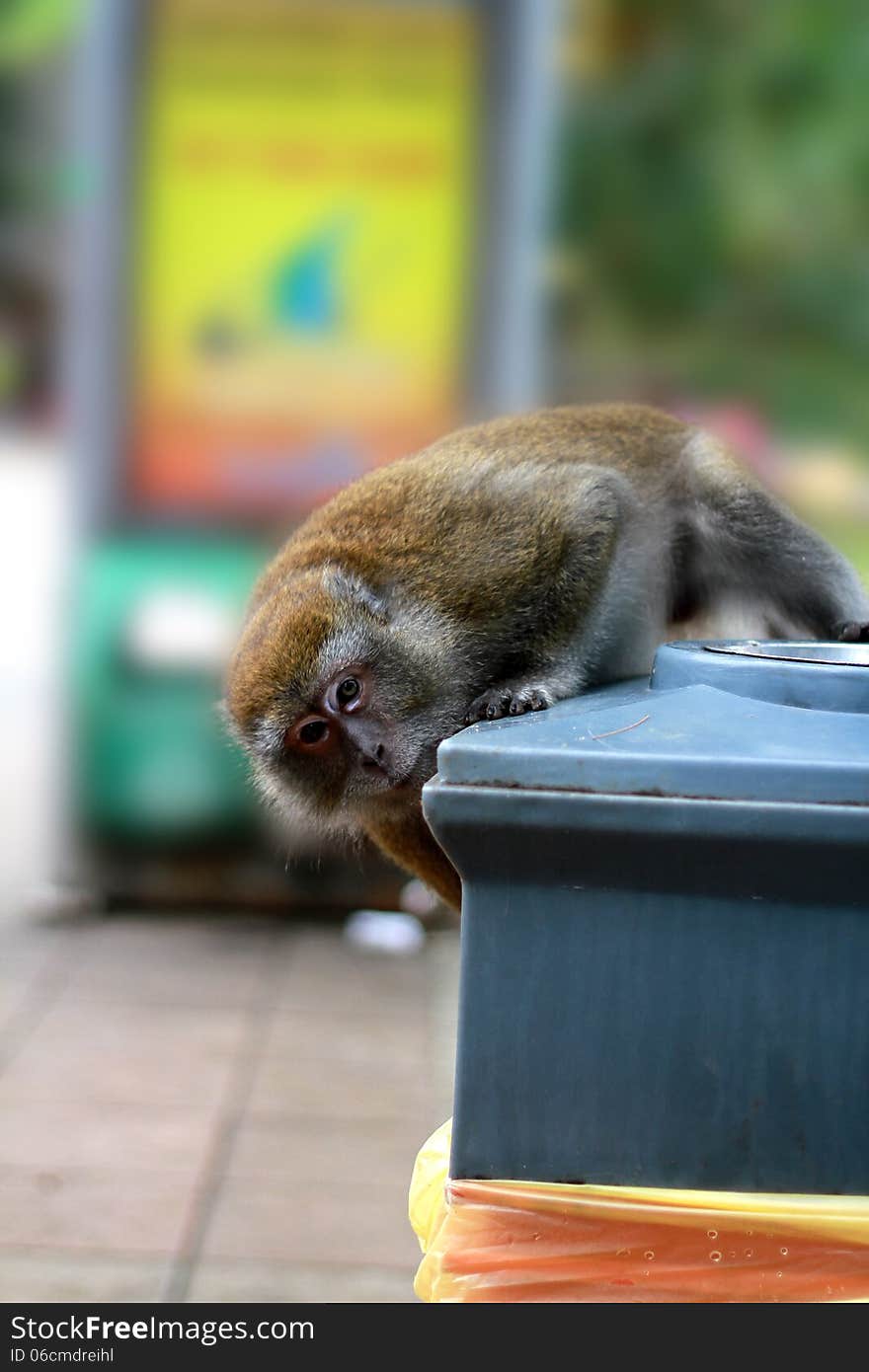 Monkey is hungry for food in trash