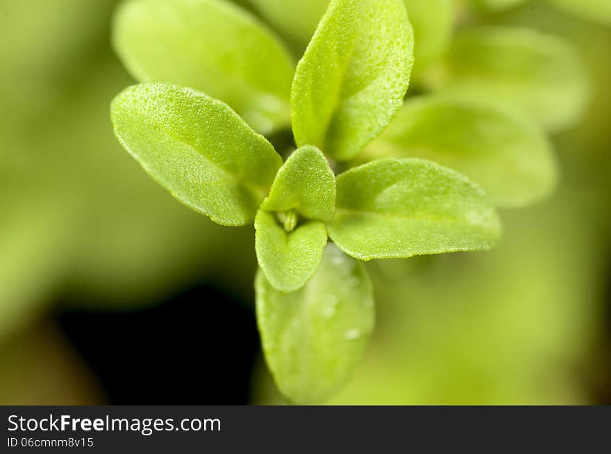 A close-up the growth point of young Corsican Mint leaves