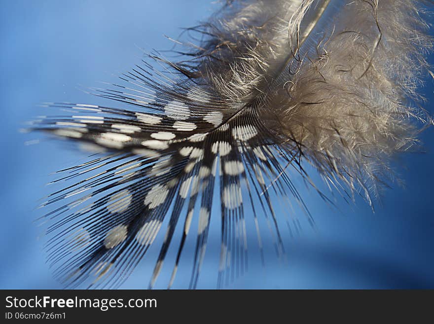 Art feather on a blue background. Art feather on a blue background