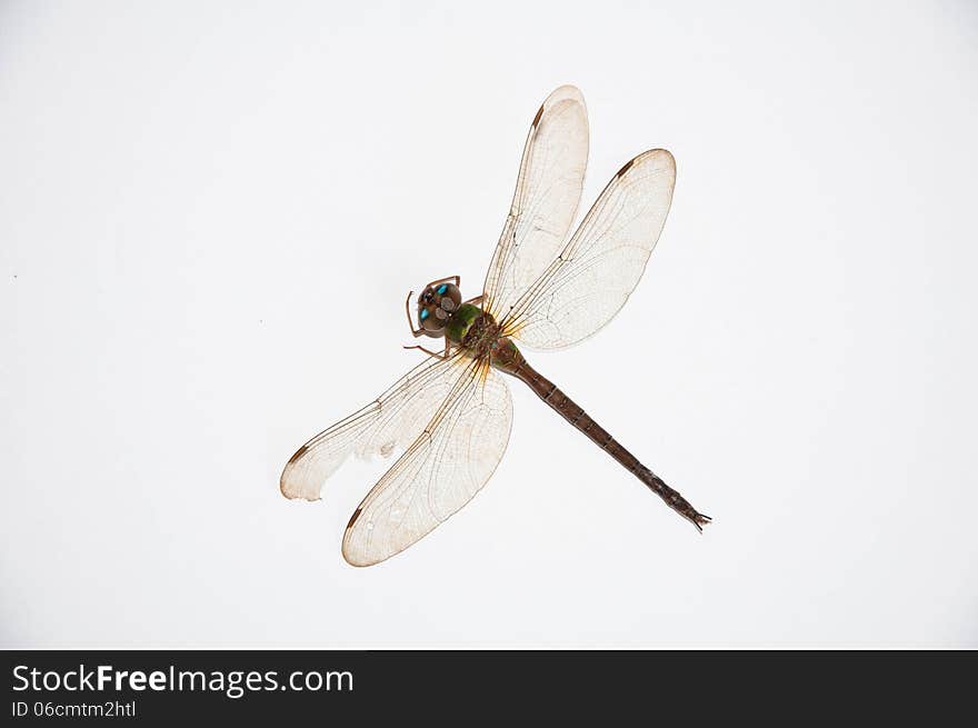 Dragonfly on the white background