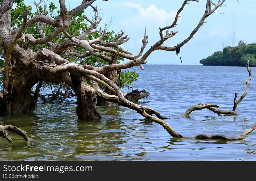 Tree in the ocean at Mtwapa beach. Tree in the ocean at Mtwapa beach