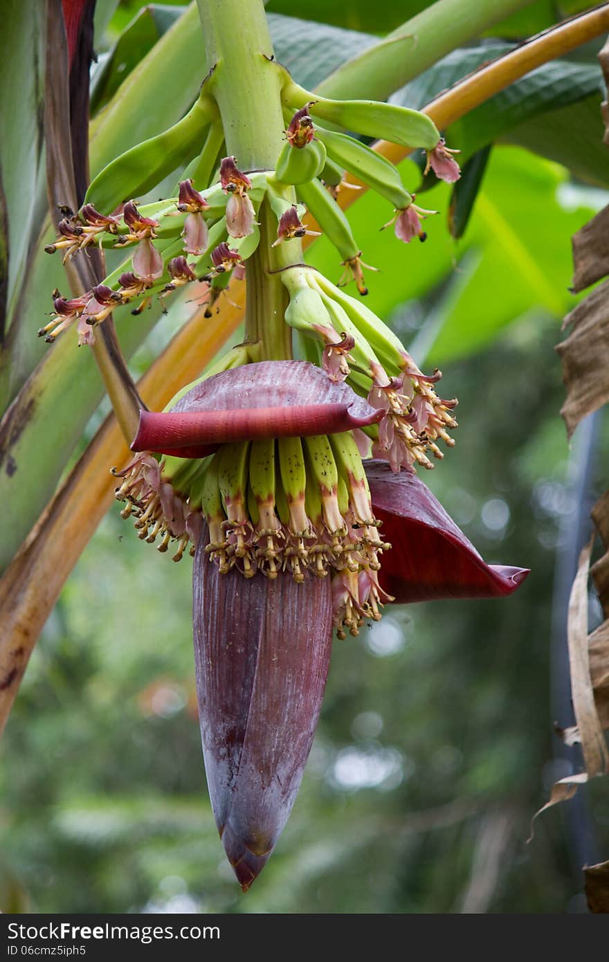 Banana Tree with Fruit