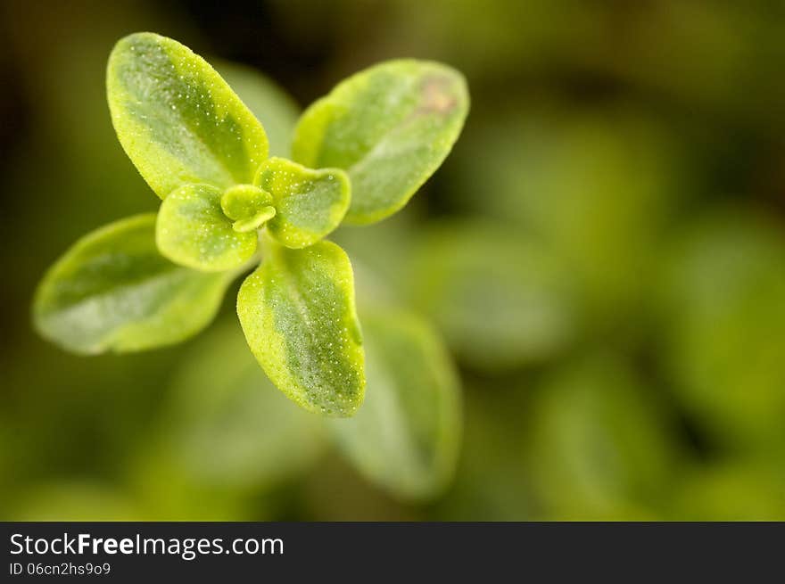 Green and yellow leaves of the growth point of a Caraway Thyme plant. Green and yellow leaves of the growth point of a Caraway Thyme plant